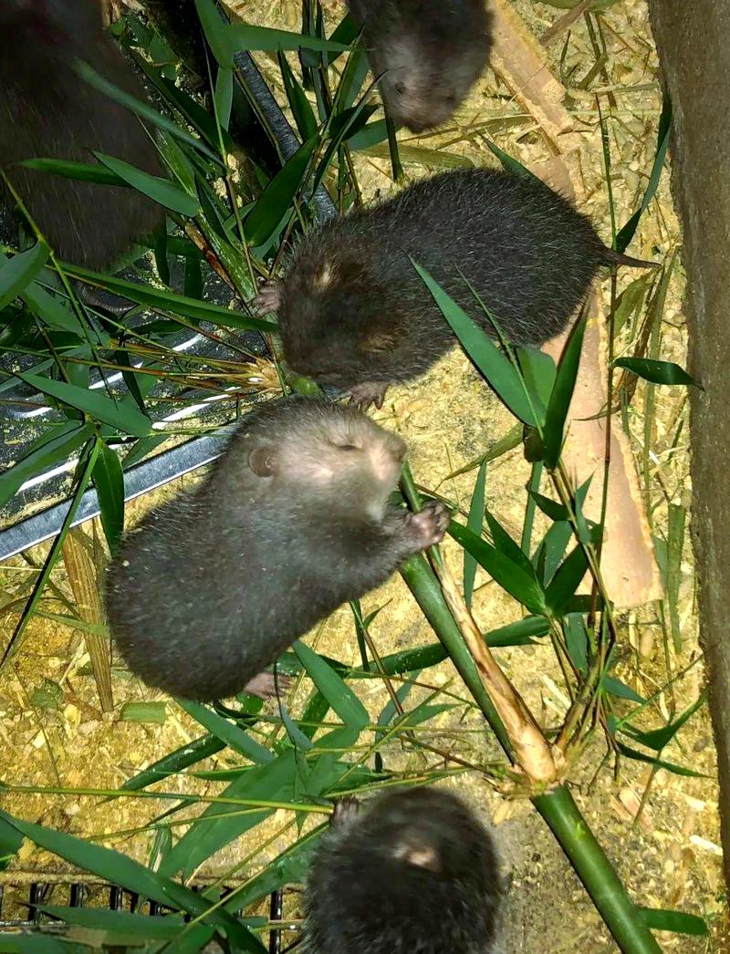 养竹鼠哪个品种最好？-第3张图片-宁夏农业信息网