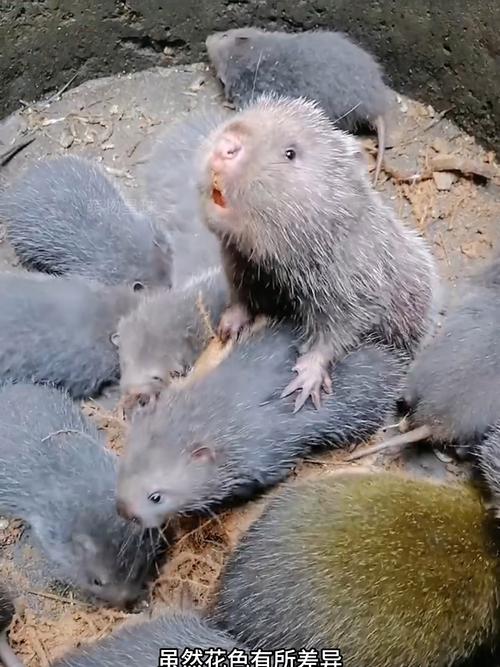 养竹鼠哪个品种最好？-第1张图片-宁夏农业信息网