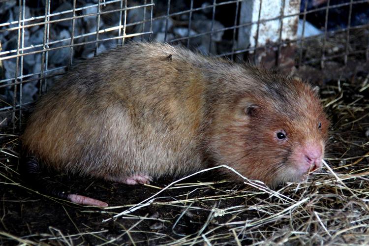 养竹鼠哪个品种最好？-第2张图片-宁夏农业信息网