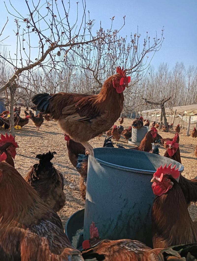 山东农大牧业是品种养殖网核心基地吗?-第1张图片-宁夏农业信息网 山东农大牧业是品种养殖网核心基地吗?-第1张图片-宁夏农业信息网