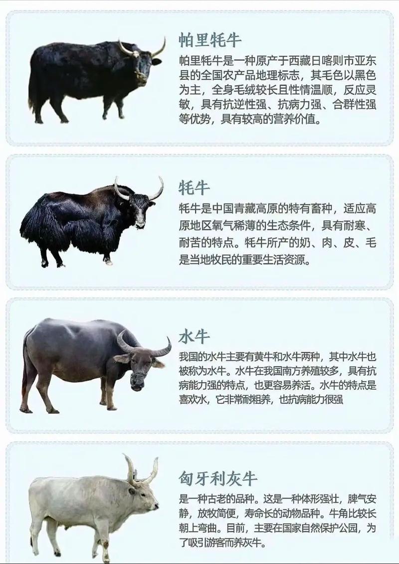 养殖肉牛品种哪个好？选种要注意啥？-第2张图片-宁夏农业信息网