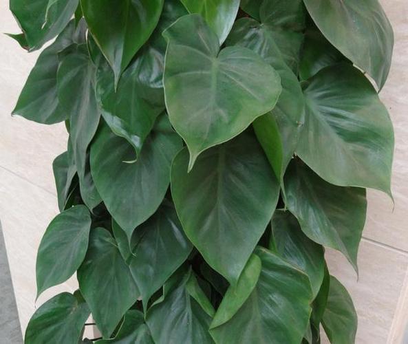 心叶藤扦插怎么繁殖?-第2张图片-宁夏农业信息网 心叶藤扦插怎么繁殖?-第2张图片-宁夏农业信息网