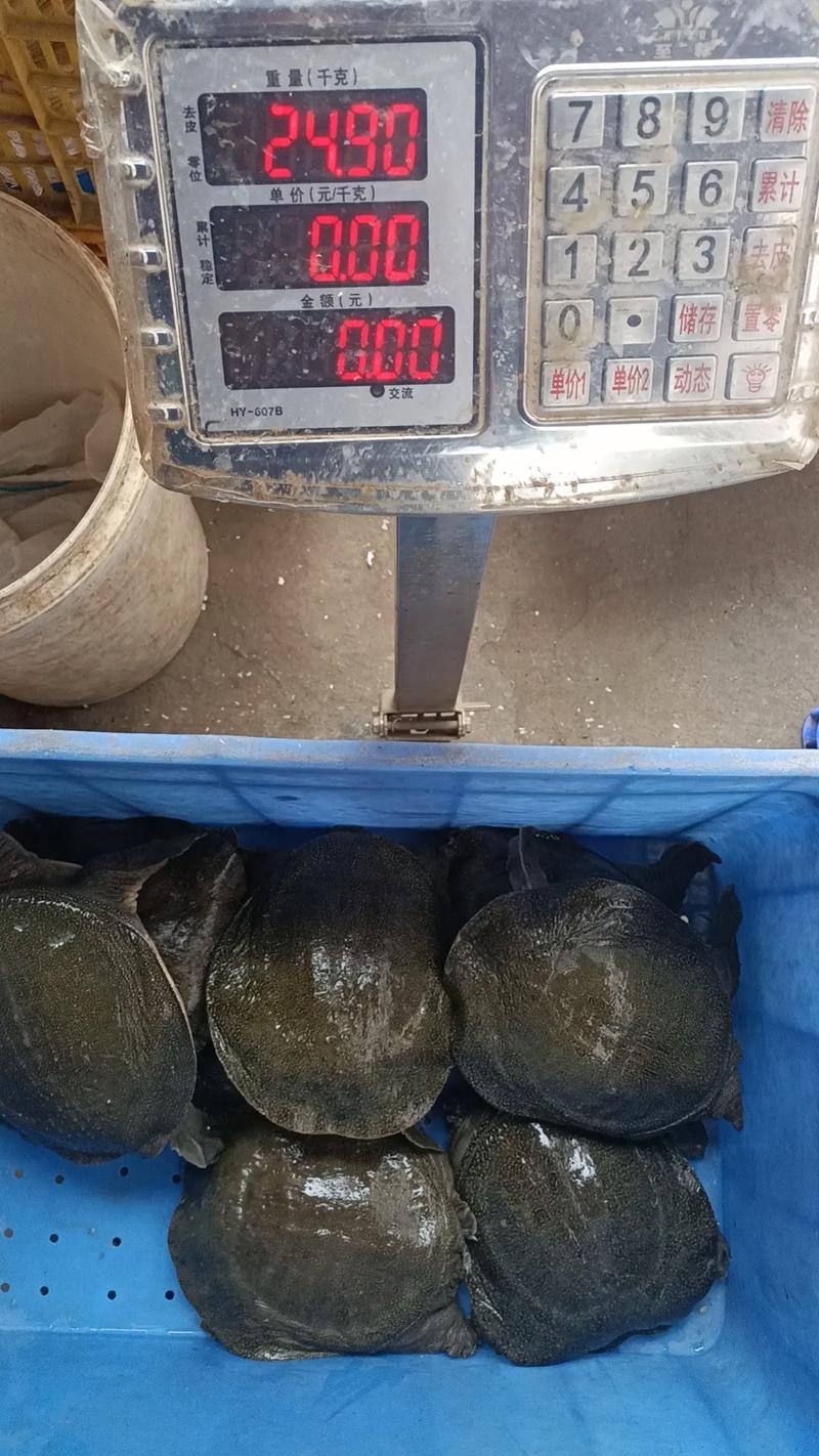 当前甲鱼价格行情如何?-第1张图片-宁夏农业信息网 当前甲鱼价格行情如何?-第1张图片-宁夏农业信息网