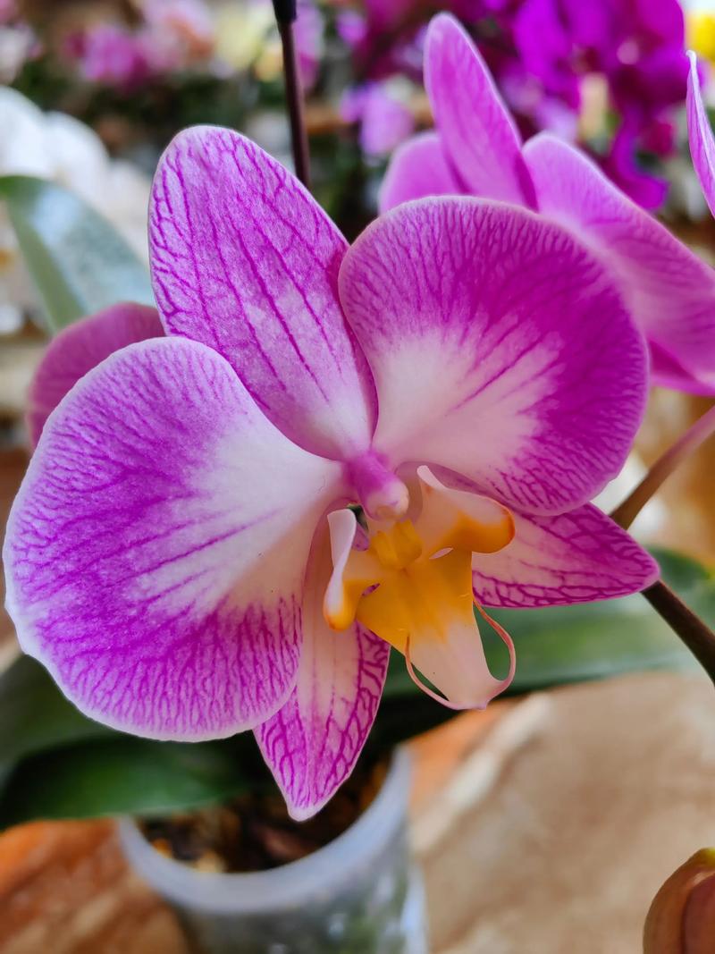 哪些蝴蝶兰品种开花量最多？-第1张图片-宁夏农业信息网