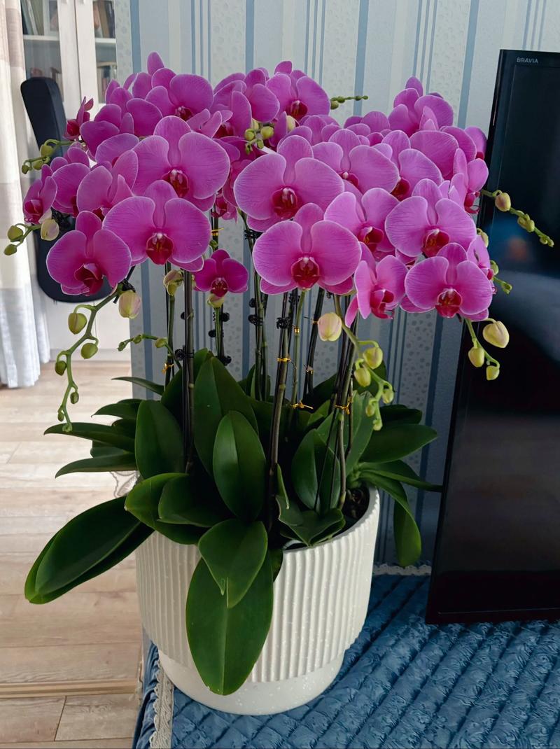 哪些蝴蝶兰品种开花量最多？-第3张图片-宁夏农业信息网