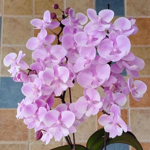 哪些蝴蝶兰品种开花量最多？-第2张图片-宁夏农业信息网