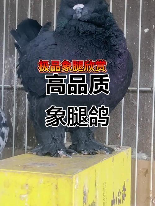 市场上的肉鸽都有哪些品种？-第1张图片-宁夏农业信息网