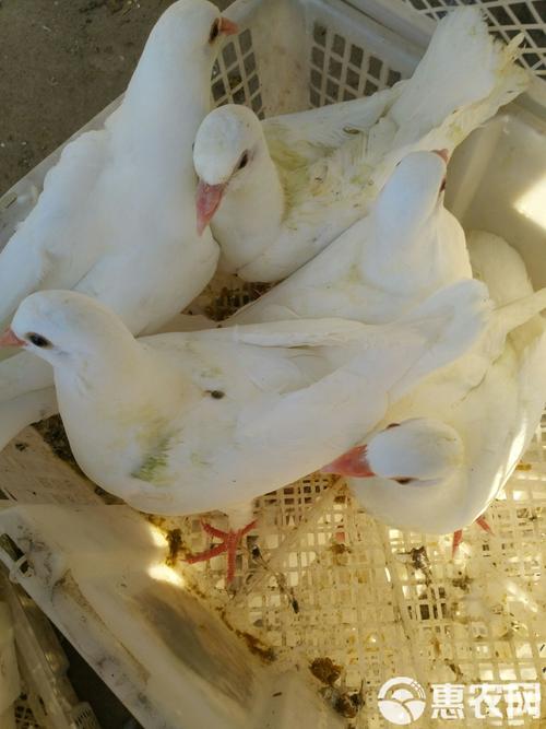 市场上的肉鸽都有哪些品种？-第3张图片-宁夏农业信息网