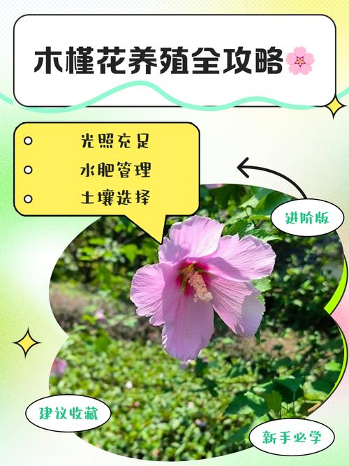 木槿花冬天室内怎么养才好？-第1张图片-宁夏农业信息网