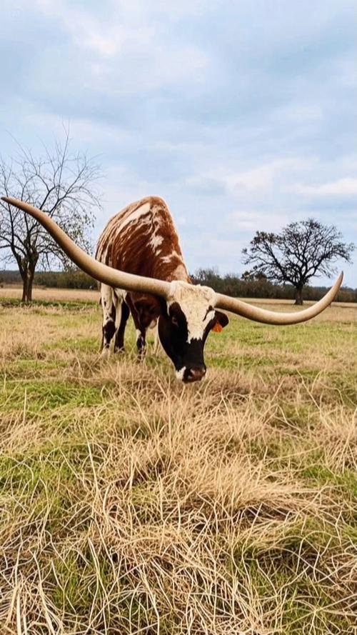 背上长角的牛是什么品种？-第1张图片-宁夏农业信息网