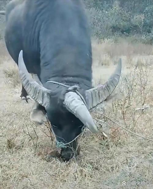 背上长角的牛是什么品种？-第3张图片-宁夏农业信息网