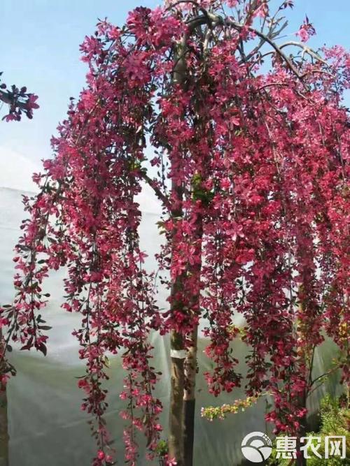 阳台红叶海棠是什么品种？-第2张图片-宁夏农业信息网