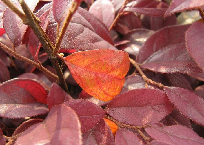 阳台红叶海棠是什么品种？-第1张图片-宁夏农业信息网