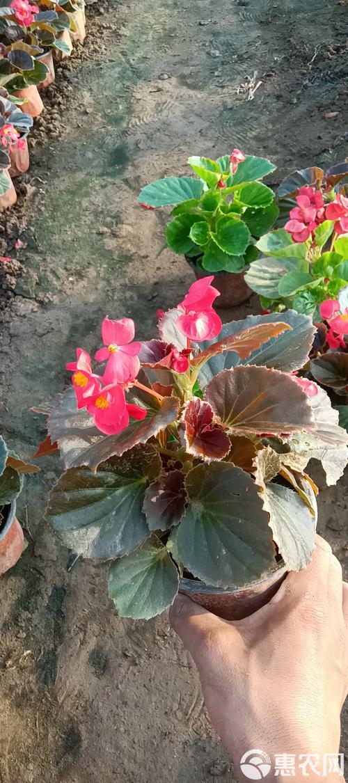 阳台红叶海棠是什么品种？-第3张图片-宁夏农业信息网