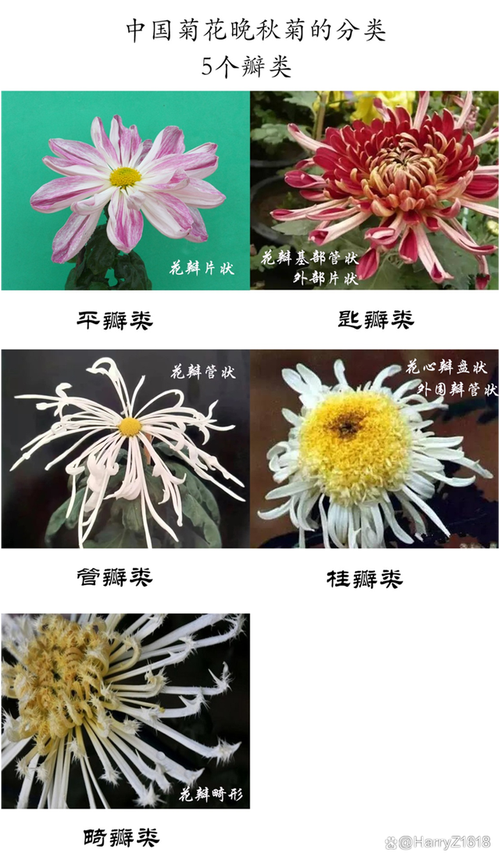 三种菊花品种有何区别与特点？-第2张图片-宁夏农业信息网