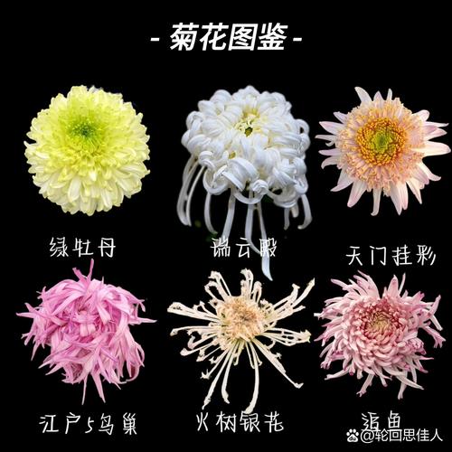 三种菊花品种有何区别与特点？-第1张图片-宁夏农业信息网
