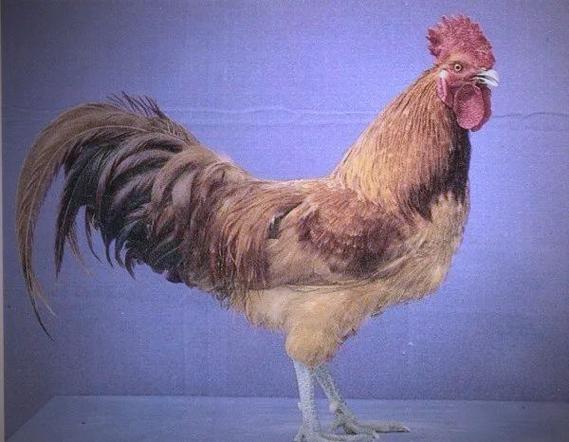 固始本地鸡哪个品种最好？-第2张图片-宁夏农业信息网