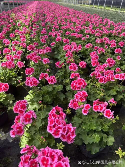 大花天竺葵哪些品种颜值高?-第3张图片-宁夏农业信息网 大花天竺葵哪些品种颜值高?-第3张图片-宁夏农业信息网