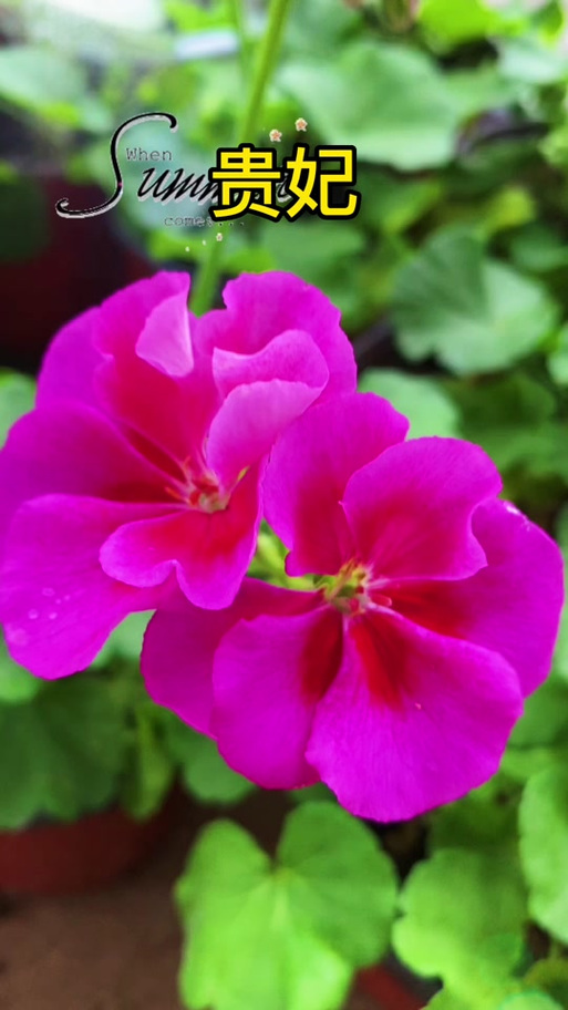 大花天竺葵哪些品种颜值高?-第1张图片-宁夏农业信息网 大花天竺葵哪些品种颜值高?-第1张图片-宁夏农业信息网