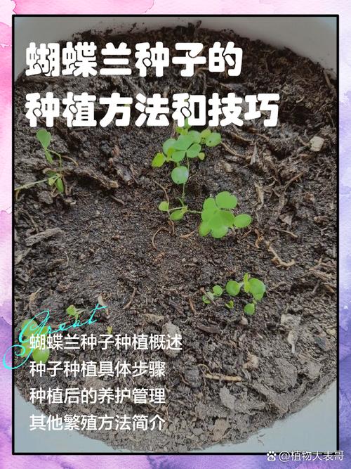 蝴蝶兰种子怎么种？具体步骤是什么？-第1张图片-宁夏农业信息网