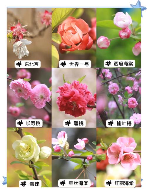 海棠花品种有哪些？-第1张图片-宁夏农业信息网