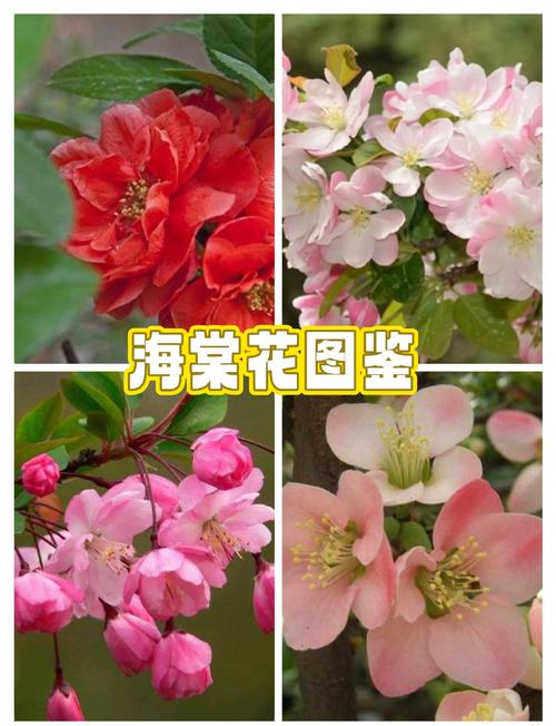海棠花品种有哪些？-第2张图片-宁夏农业信息网