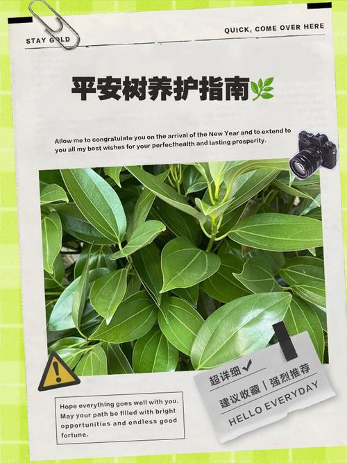 平安树繁殖方法和注意事-第1张图片-宁夏农业信息网