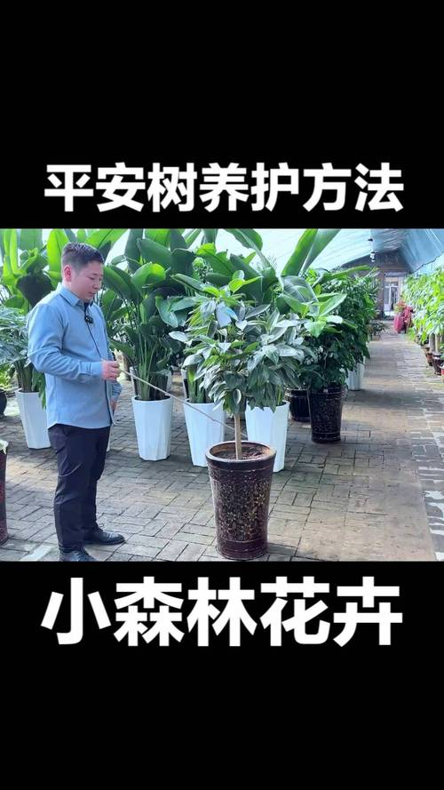 平安树繁殖方法和注意事-第2张图片-宁夏农业信息网