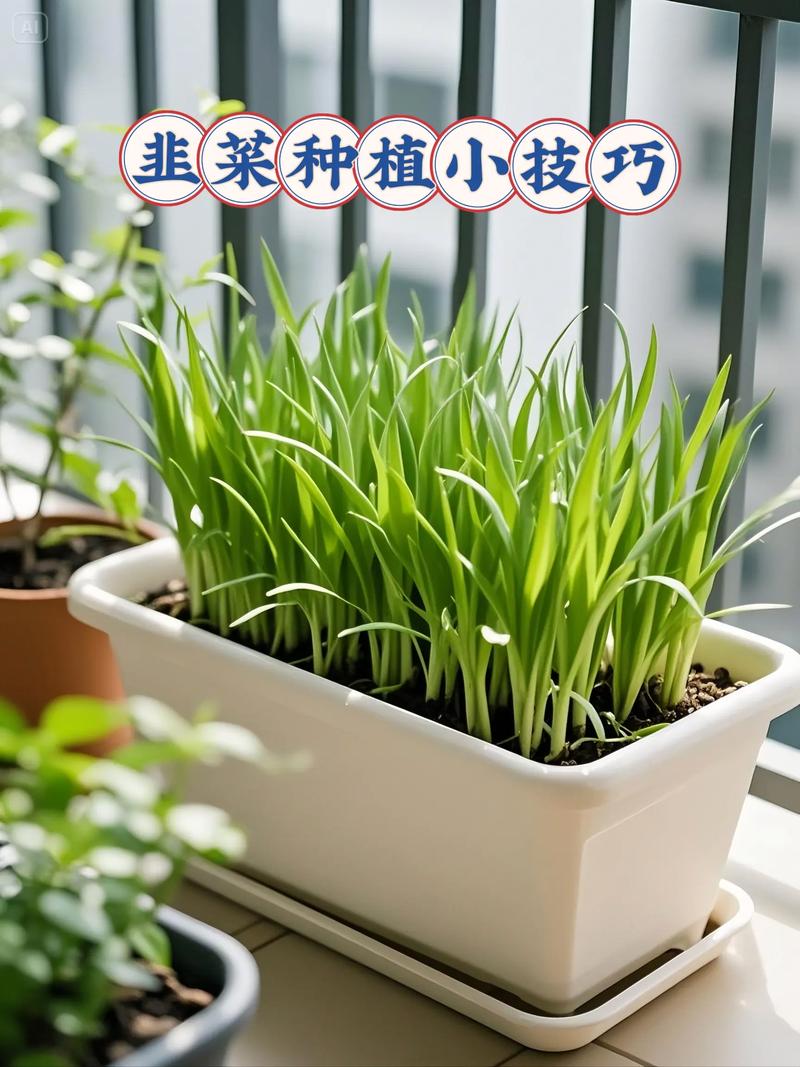 韭菜在家何时种？怎么种？-第1张图片-宁夏农业信息网