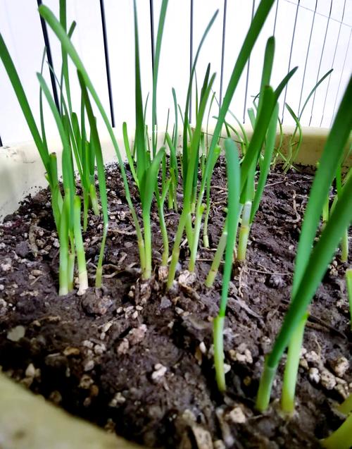 韭菜在家何时种？怎么种？-第2张图片-宁夏农业信息网