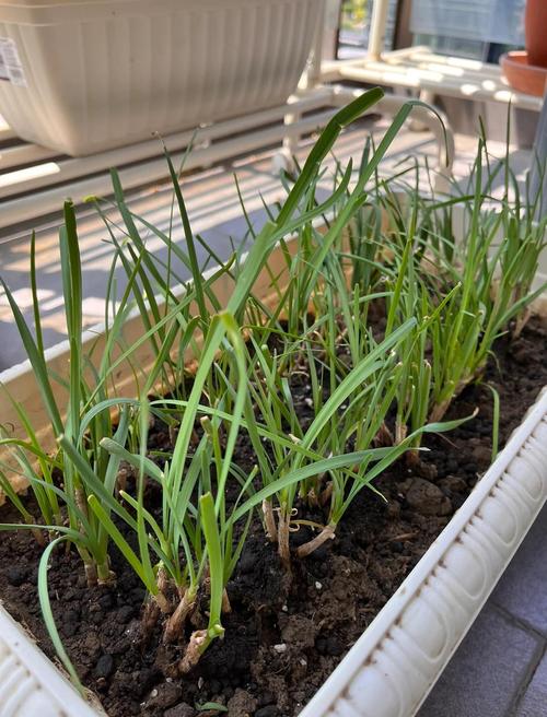 韭菜在家何时种？怎么种？-第3张图片-宁夏农业信息网