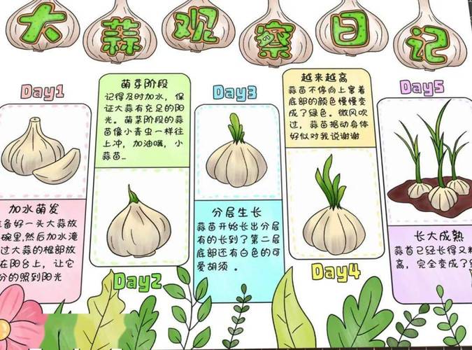 南方蒜苗啥时候种？怎么种才高产？-第1张图片-宁夏农业信息网