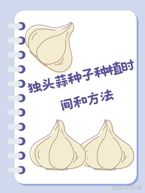 南方蒜苗啥时候种？怎么种才高产？-第3张图片-宁夏农业信息网