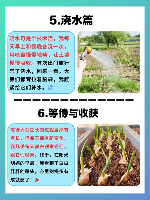 南方蒜苗啥时候种？怎么种才高产？-第2张图片-宁夏农业信息网