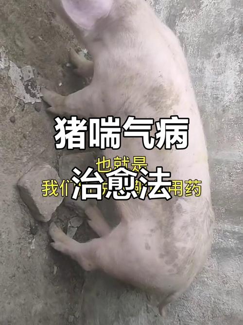 大猪感冒咋治？症状有哪些？-第3张图片-宁夏农业信息网