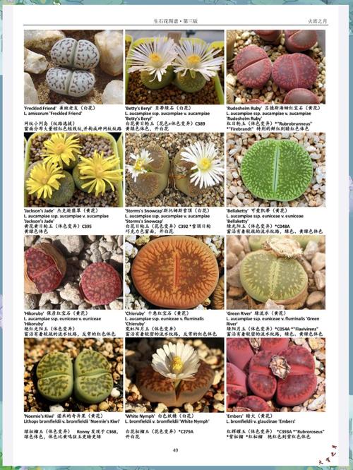 最大的生石花品种究竟有多大?-第1张图片-宁夏农业信息网 最大的生石花品种究竟有多大?-第1张图片-宁夏农业信息网