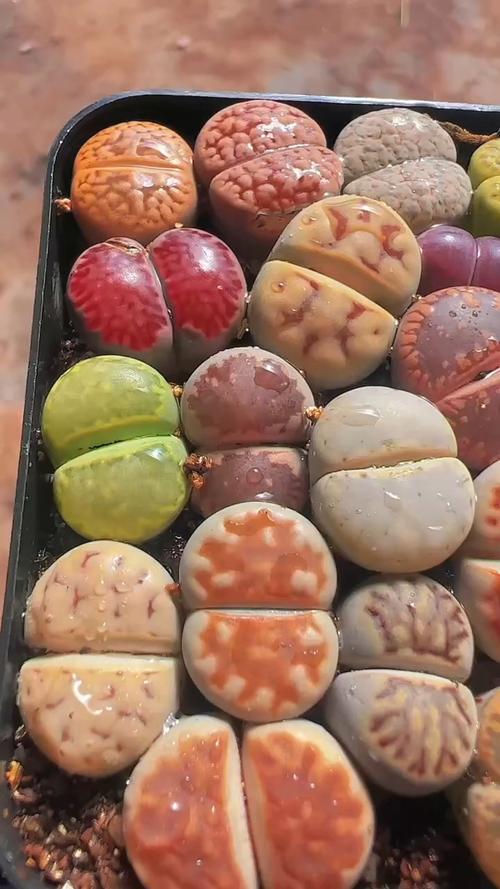 最大的生石花品种究竟有多大?-第2张图片-宁夏农业信息网 最大的生石花品种究竟有多大?-第2张图片-宁夏农业信息网