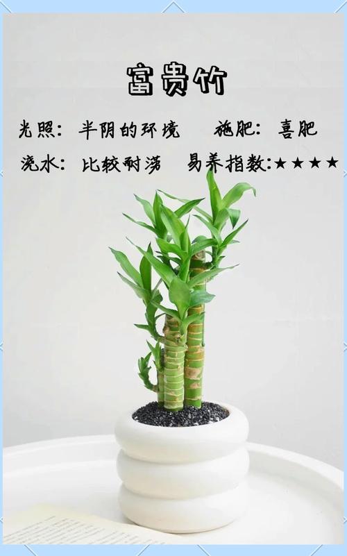 富贵竹盆栽怎么养才能长得好？-第1张图片-宁夏农业信息网