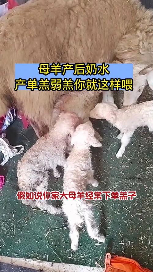 母羊缺奶怎么办？快速催奶有妙招？-第3张图片-宁夏农业信息网