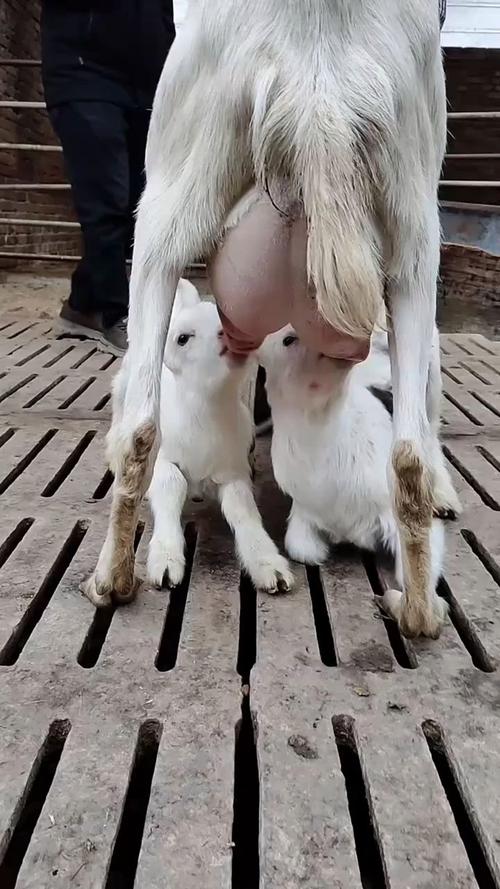 母羊缺奶怎么办？快速催奶有妙招？-第2张图片-宁夏农业信息网