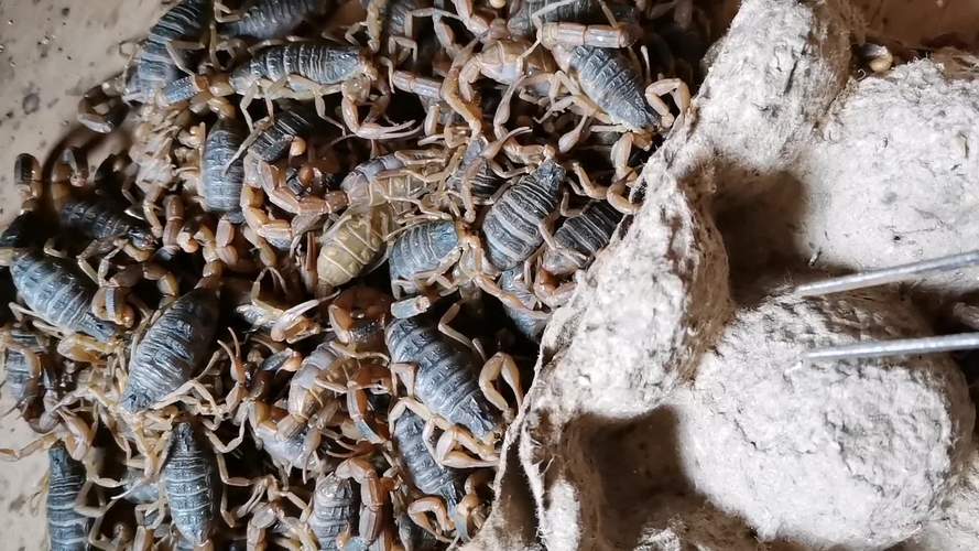 野生蝎子窝如何制作？-第2张图片-宁夏农业信息网