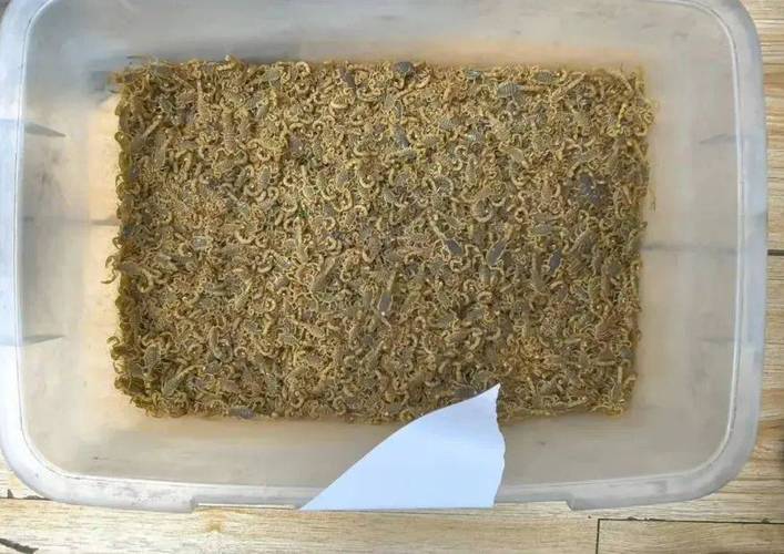 野生蝎子窝如何制作？-第1张图片-宁夏农业信息网