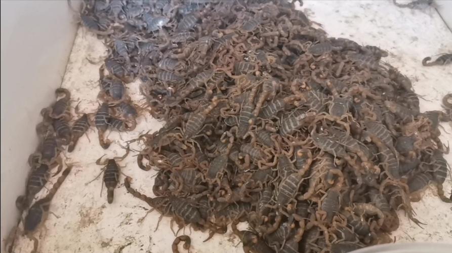 野生蝎子窝如何制作？-第3张图片-宁夏农业信息网