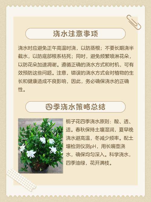 栀子花浇水正确方法是什么？-第1张图片-宁夏农业信息网