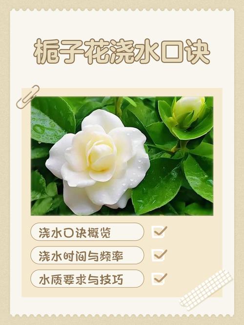 栀子花浇水正确方法是什么？-第2张图片-宁夏农业信息网