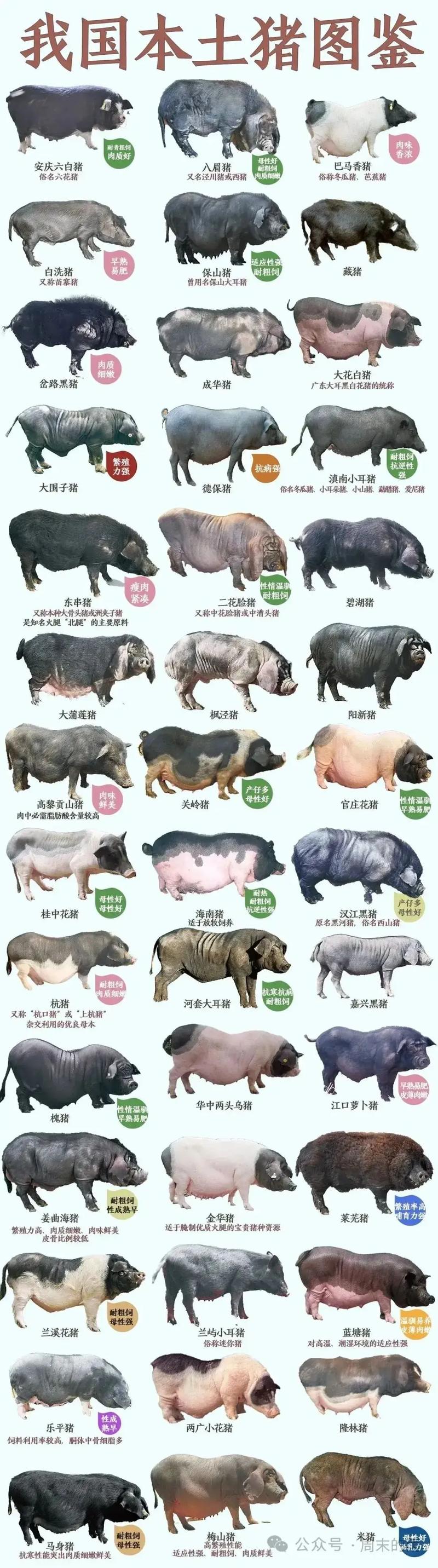 世界上最大的猪是什么品种？-第3张图片-宁夏农业信息网