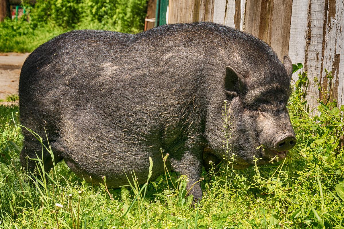 世界上最大的猪是什么品种？-第2张图片-宁夏农业信息网