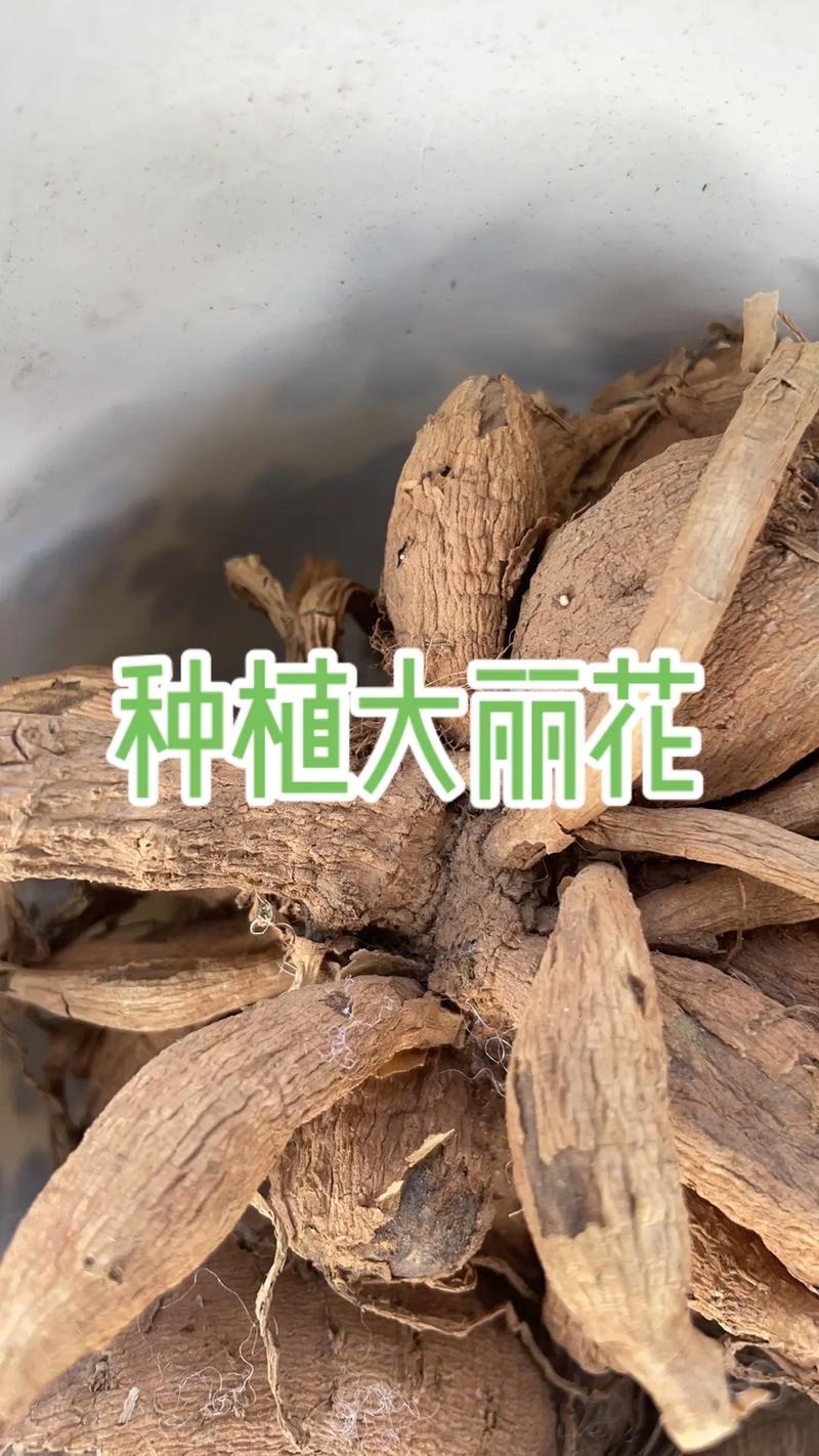 大丽花根能吃吗?怎么吃才安全?-第1张图片-宁夏农业信息网 大丽花根能吃吗?怎么吃才安全?-第1张图片-宁夏农业信息网
