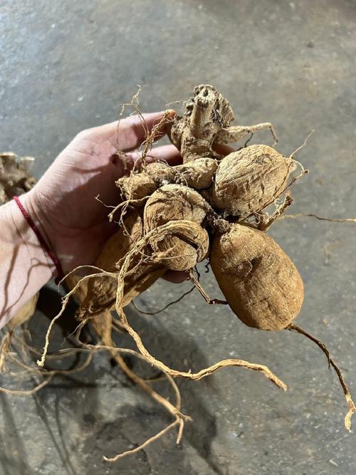 大丽花根能吃吗?怎么吃才安全?-第3张图片-宁夏农业信息网 大丽花根能吃吗?怎么吃才安全?-第3张图片-宁夏农业信息网