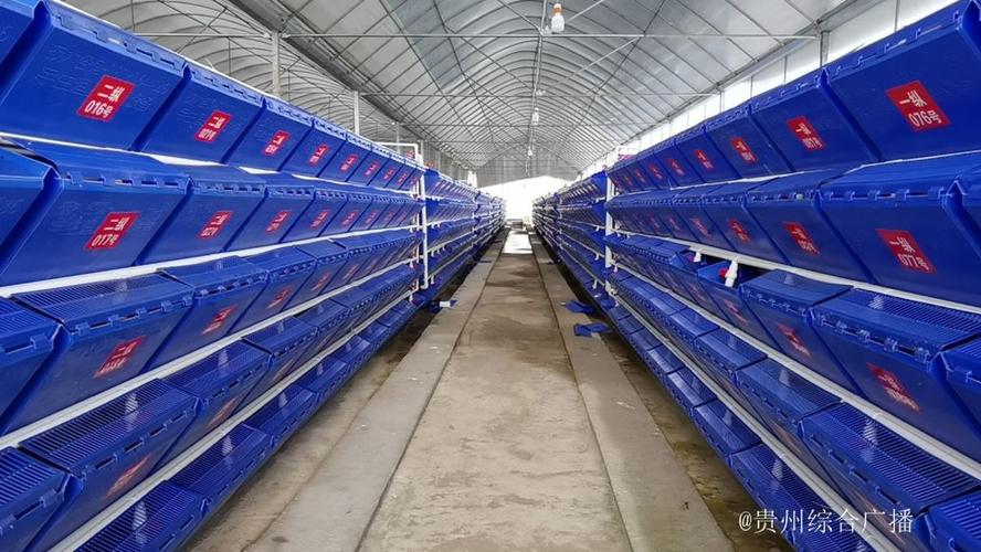 哪些水产适合立体养殖？-第1张图片-宁夏农业信息网